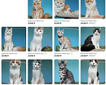 Кошки в Севастополе: Котята Мейн Кун и Мейн Кун Полидакт девочки и мальчики Мальчик, Бесплатно - фото 3