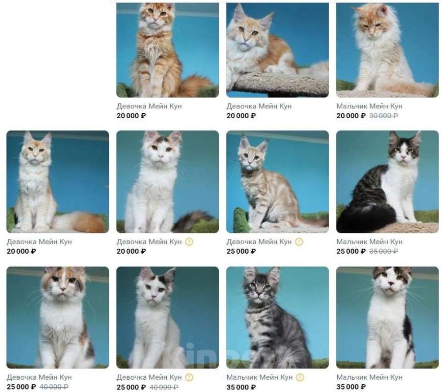 Кошки в Севастополе: Котята Мейн Кун и Мейн Кун Полидакт девочки и мальчики Мальчик, Бесплатно - фото 3