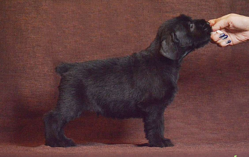 Щенки ризеншнауцера