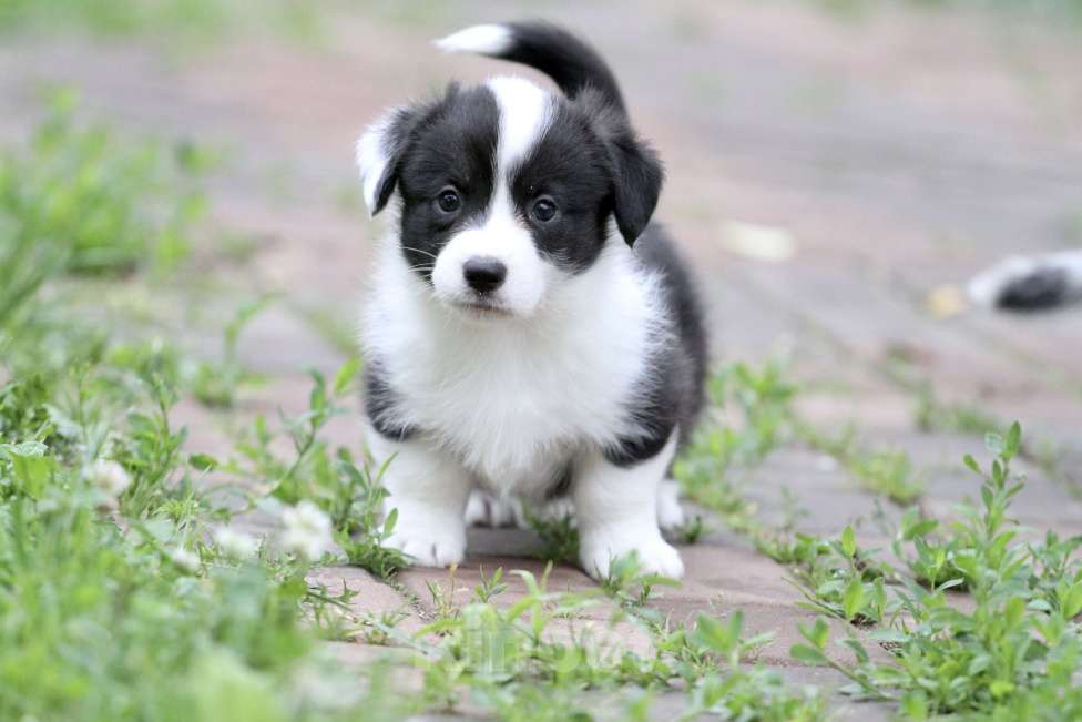 Собаки в Москве: Щенки вельш корги кардиган Мальчик, Бесплатно - фото 2