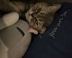 Кошки в Краснодаре: Кошечка в добрые ручки❤️ Девочка, Бесплатно - фото 1