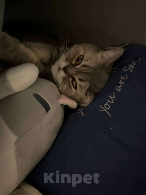 Кошки в Краснодаре: Кошечка в добрые ручки❤️ Девочка, Бесплатно - фото 1