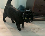 Кошки в Балашихе: Помогите найти новый дом для Веги Девочка, 1 руб. - фото 2