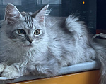 Кошки в Москве: Котенок мейн-кун Девочка, 35 000 руб. - фото 3