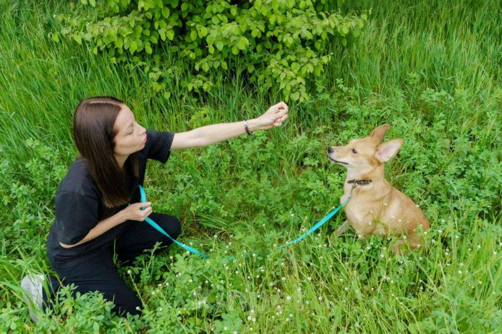 Собаки в Москве: КРАСАВИЦА ДУСЯ Девочка, Бесплатно - фото 2
