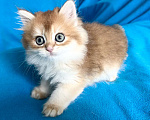 Кошки в Москве: Котики , котята  Мальчик, 30 000 руб. - фото 7
