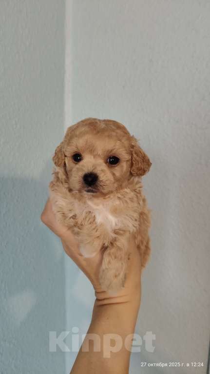 Собаки в Мытищах: Пушон бишпу Девочка, 200 000 руб. - фото 2