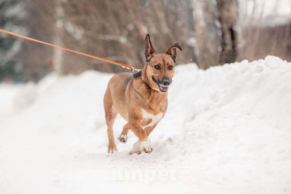 Собаки в Москве: Маленькая собака для квартиры никак не найдет своих Девочка, Бесплатно - фото 5