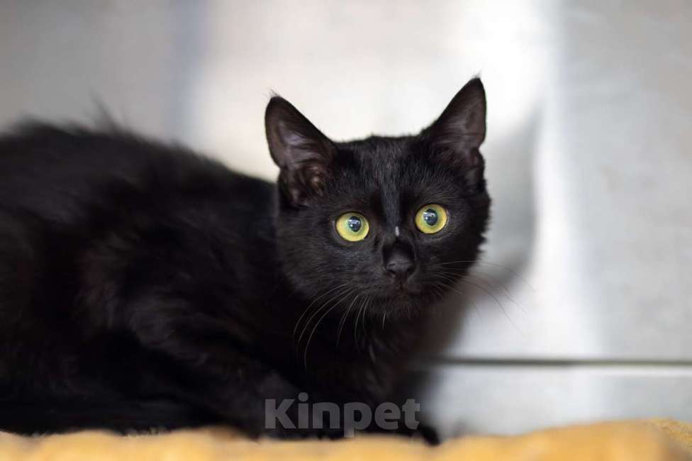 Кошки в Москве: Мистер Котлета Мальчик, Бесплатно - фото 2