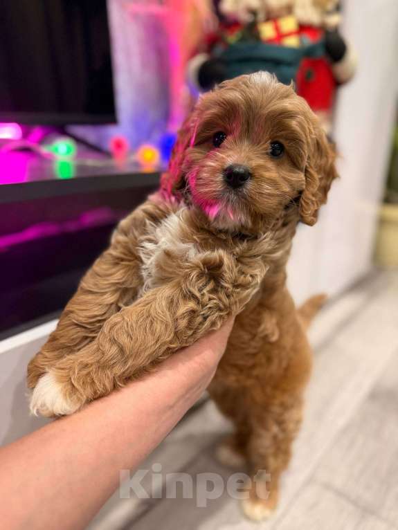 Собаки в Москве: Кавапу девочка Девочка, 85 000 руб. - фото 3