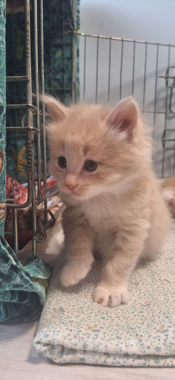 Кошки в Москве: Курбобики Разнополые, 50 000 руб. - фото 5