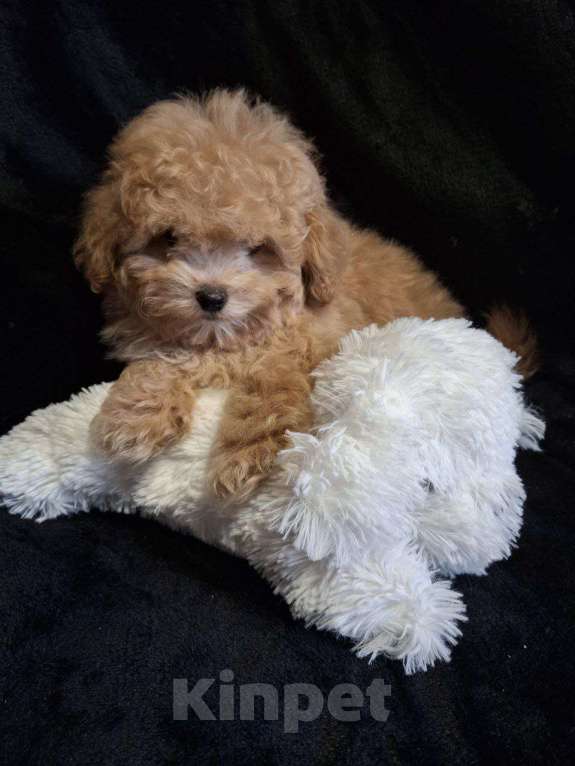 Собаки в Москве: Русская цветная болонка девочка Девочка, 80 000 руб. - фото 2