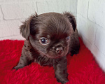 Собаки в Санкт-Петербурге: Шоколадный малыш Мальчик, 60 000 руб. - фото 3