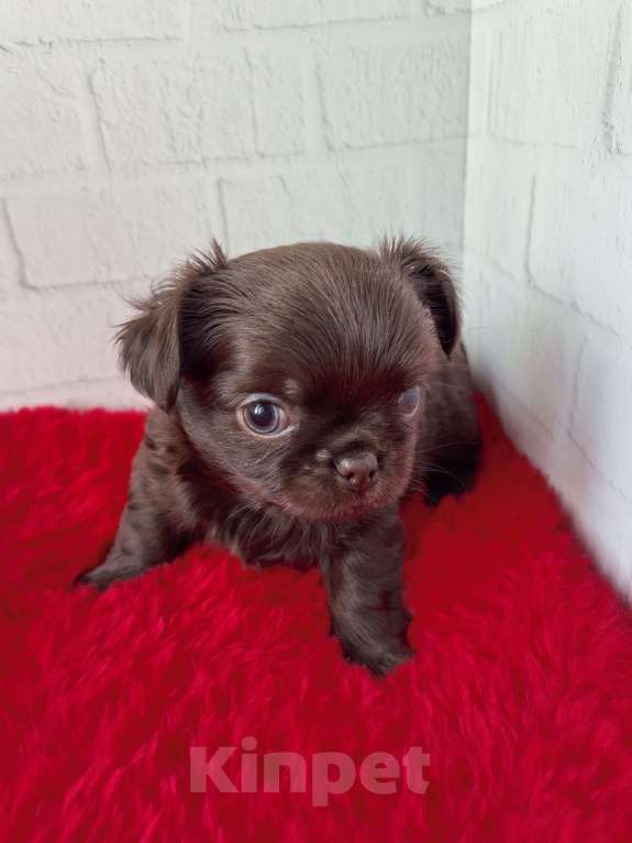 Собаки в Санкт-Петербурге: Шоколадный малыш Мальчик, 60 000 руб. - фото 3