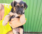 Собаки в Азове: Щенок ищет дом Девочка, 1 руб. - фото 1