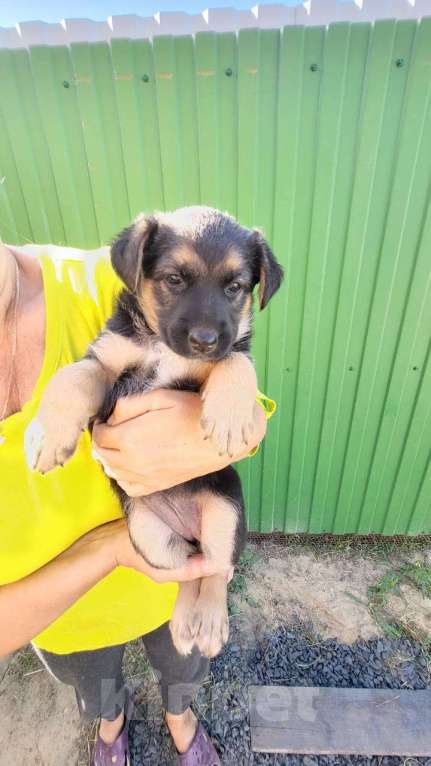 Собаки в Азове: Щенок ищет дом Девочка, 1 руб. - фото 1