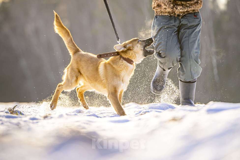Собаки в Клине: Реджи — шаловливый пёсик Мальчик, Бесплатно - фото 5