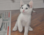 Кошки в Москве: Белый котик с двумя пятнами на головке Мальчик, Бесплатно - фото 8