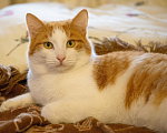 Кошки в Екатеринбурге: Кот Лева Мальчик, Бесплатно - фото 8