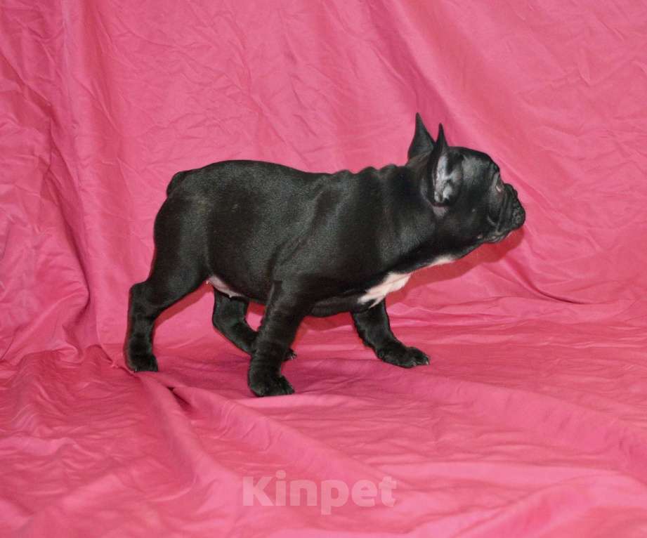 Собаки в Самаре: Щенок французского бульдога  Девочка, 35 000 руб. - фото 5