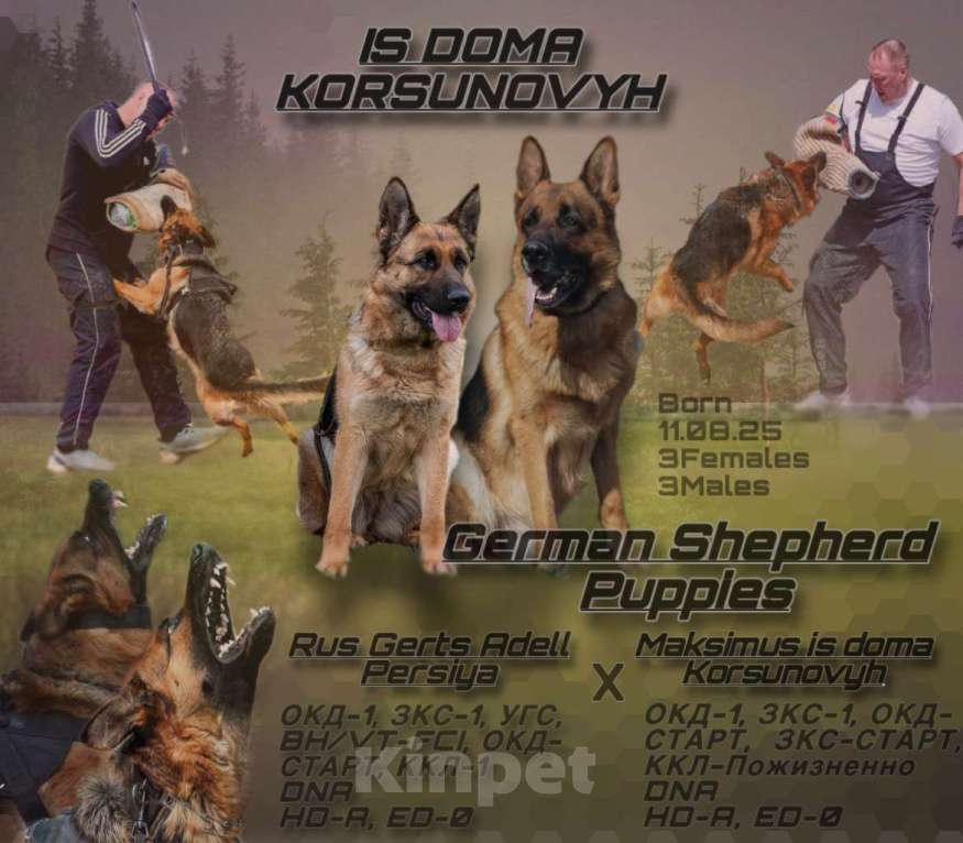 Собаки в Краснодаре: ЩЕНКИ НЕМЕЦКОЙ ОВЧАРКИ Девочка, Бесплатно - фото 1