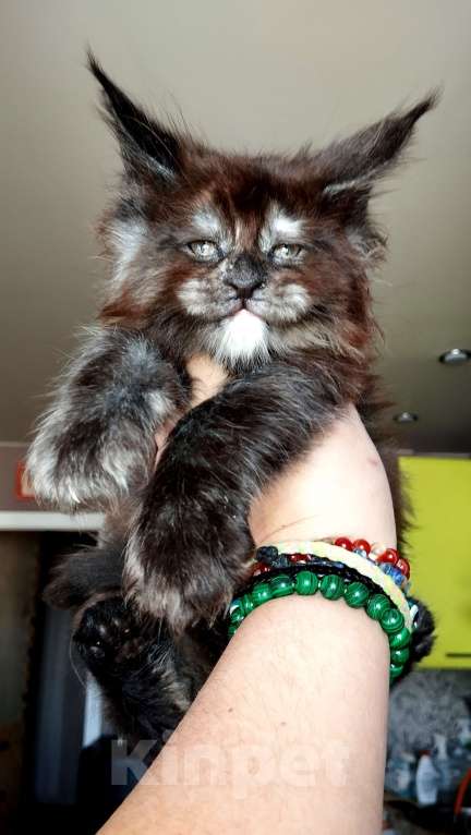 Кошки в Москве: Девочка Мейн Кун котенок Девочка, 70 000 руб. - фото 1