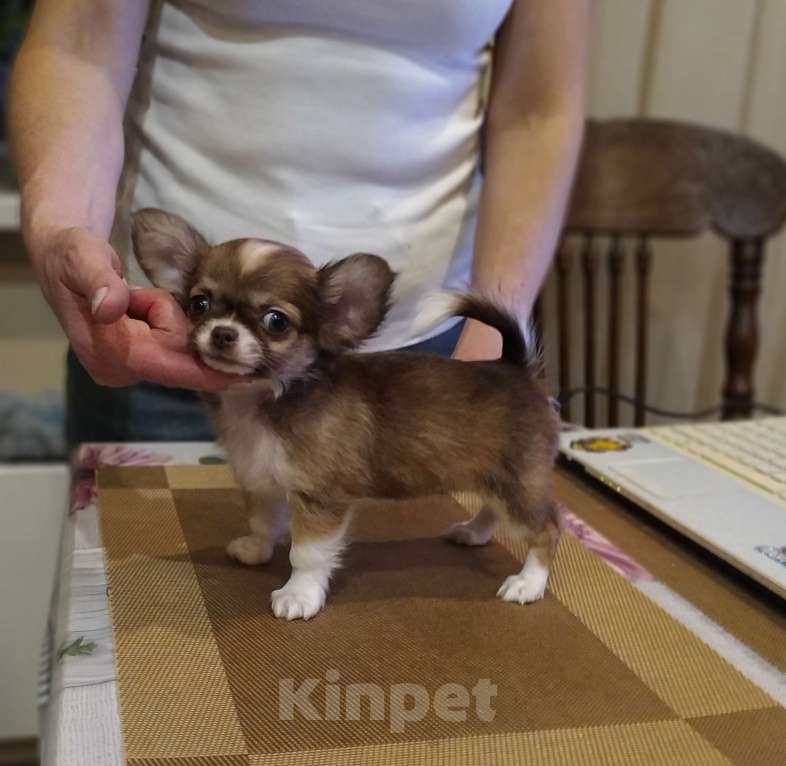 Собаки в Москве: Кукольная дш красавица чихуахуа  Девочка, 60 000 руб. - фото 2