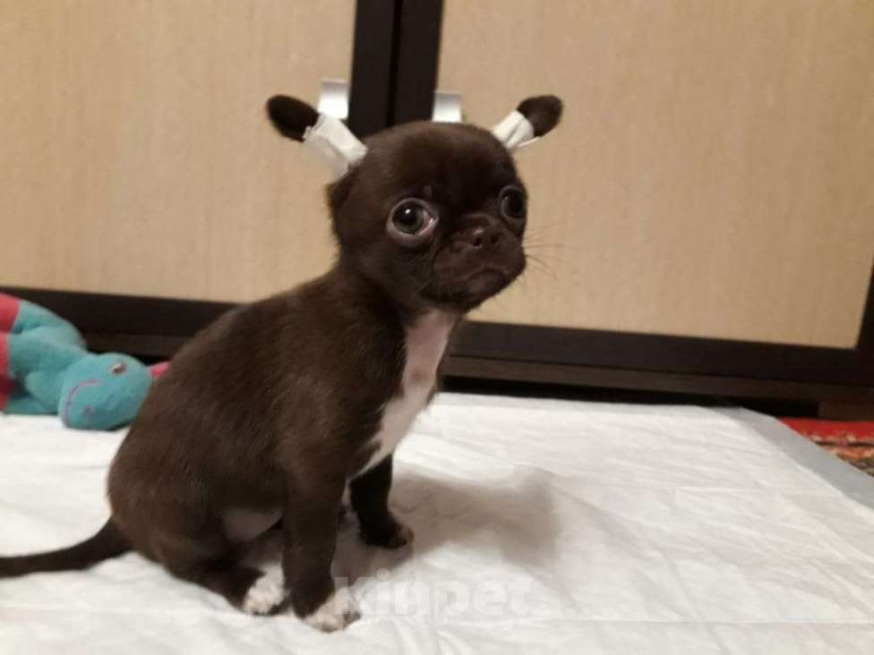 Собаки в Краснодаре: Щенки чихуахуа Девочка, Бесплатно - фото 7