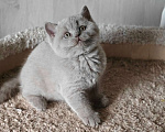 Кошки в Санкт-Петербурге: Лиловый котенок. Мальчик, 45 000 руб. - фото 2