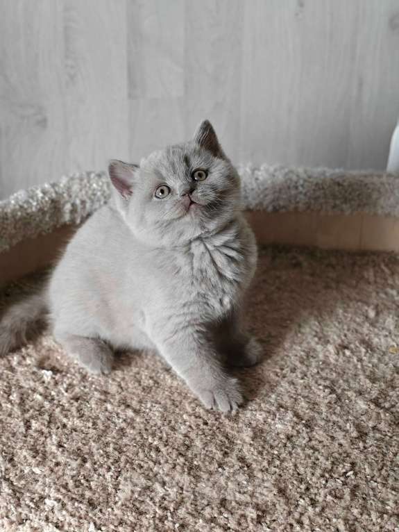 Кошки в Санкт-Петербурге: Лиловый котенок. Мальчик, 45 000 руб. - фото 2