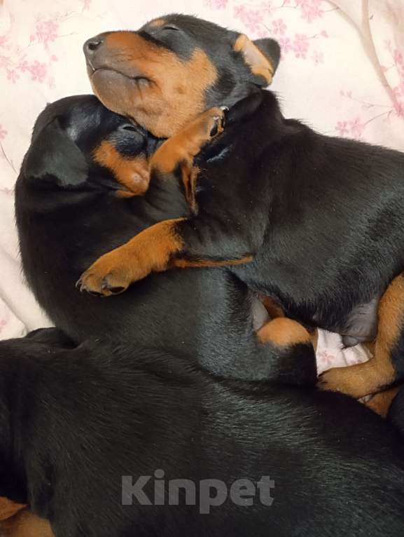 Собаки в других городах Краснодарского края: Крепкий Мальчуган Ной Неман Мальчик, 35 000 руб. - фото 1