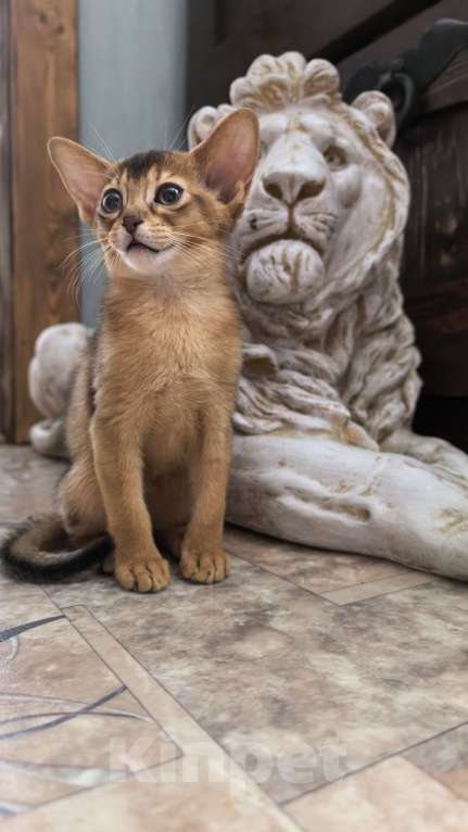 Кошки в других городах Московской области: Абиссинская девчуля Девочка, 75 000 руб. - фото 2