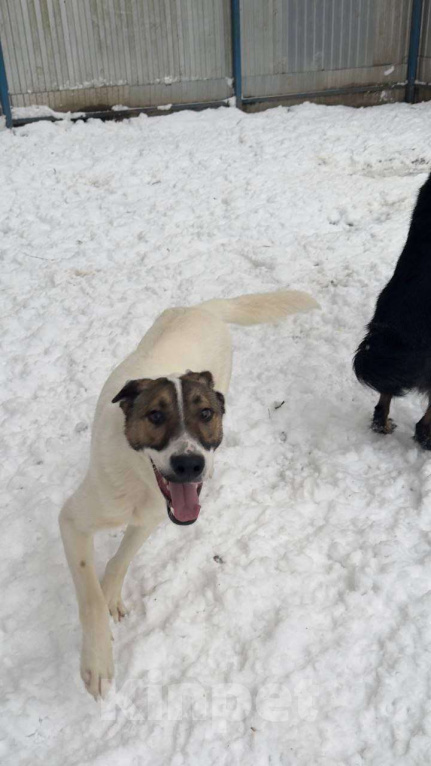 Собаки в Москве: Пес Тиба ищет дом! Мальчик, Бесплатно - фото 5