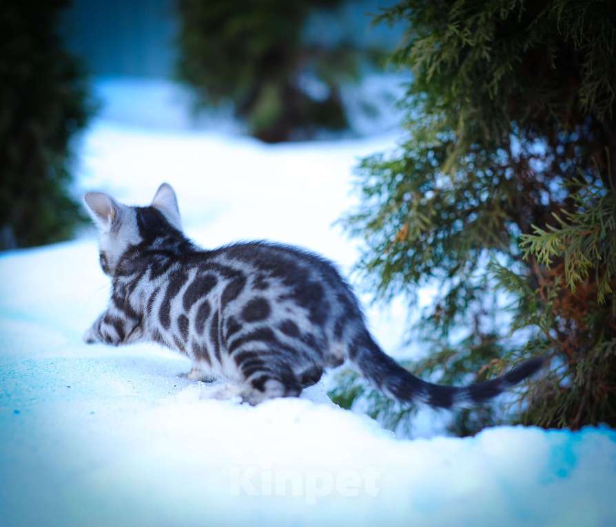 Кошки в Москве: бенгальский котенок Мальчик, 100 000 руб. - фото 4