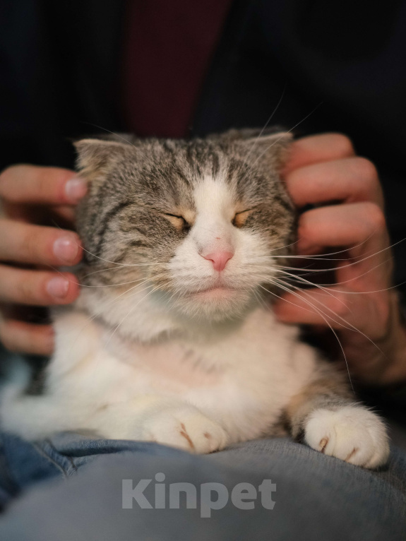 Кошки в Санкт-Петербурге: Кошечка ищет дом Девочка, Бесплатно - фото 3