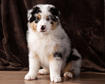 Собаки в Барнауле: Щенки аусси Мальчик, 85 000 руб. - фото 2