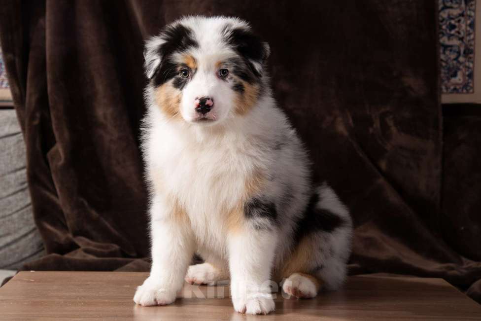 Собаки в Барнауле: Щенки аусси Мальчик, 85 000 руб. - фото 2