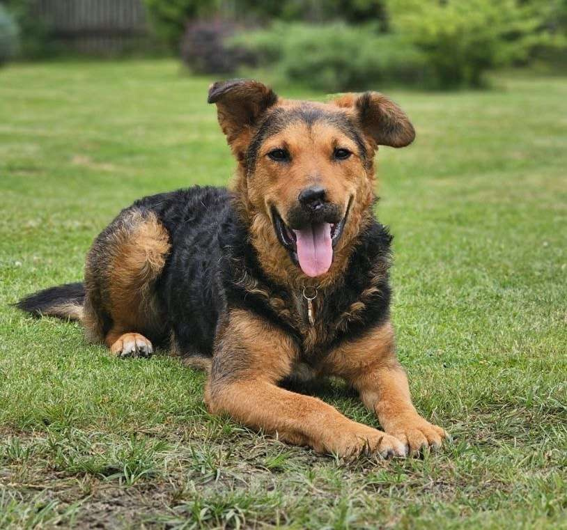 Собаки в Москве: Маргошу никто не замечает, подарите ей дом Девочка, Бесплатно - фото 5