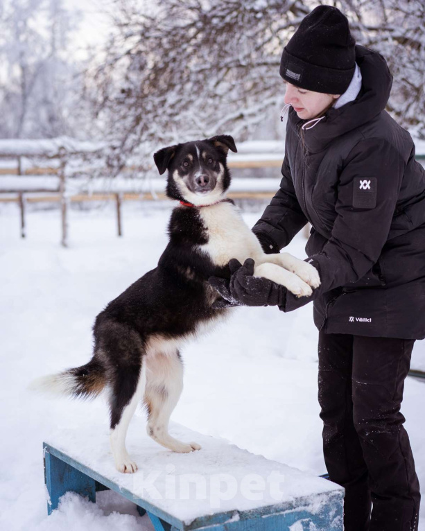 Собаки в Москве: Лада, 1 год в добрые руки Девочка, Бесплатно - фото 1