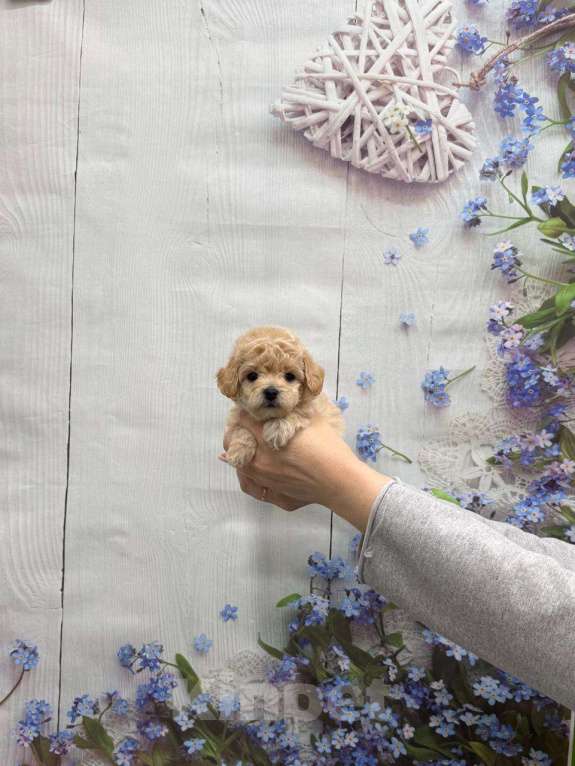 Собаки в Москве: Мальтипу мини мальчик Мальчик, 60 000 руб. - фото 1