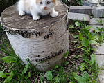 Кошки в Химках: Котята крысоловы Разнополые, Бесплатно - фото 8