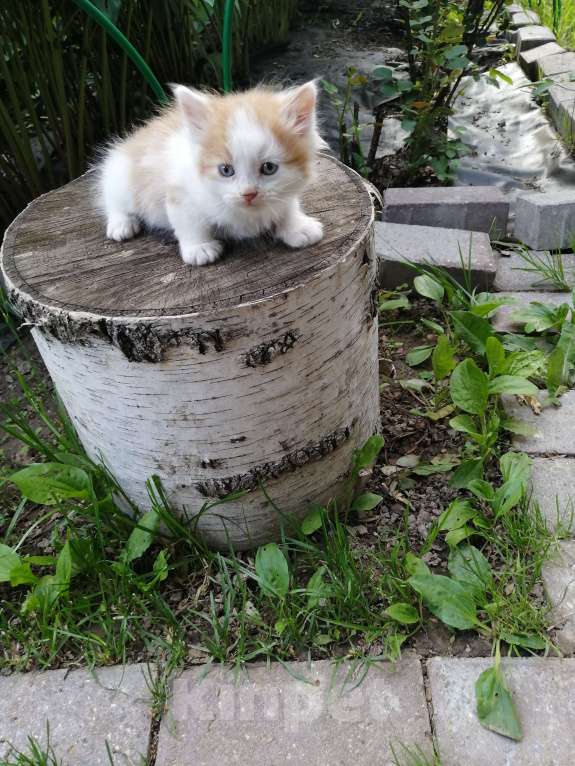 Кошки в Химках: Котята крысоловы Разнополые, Бесплатно - фото 8