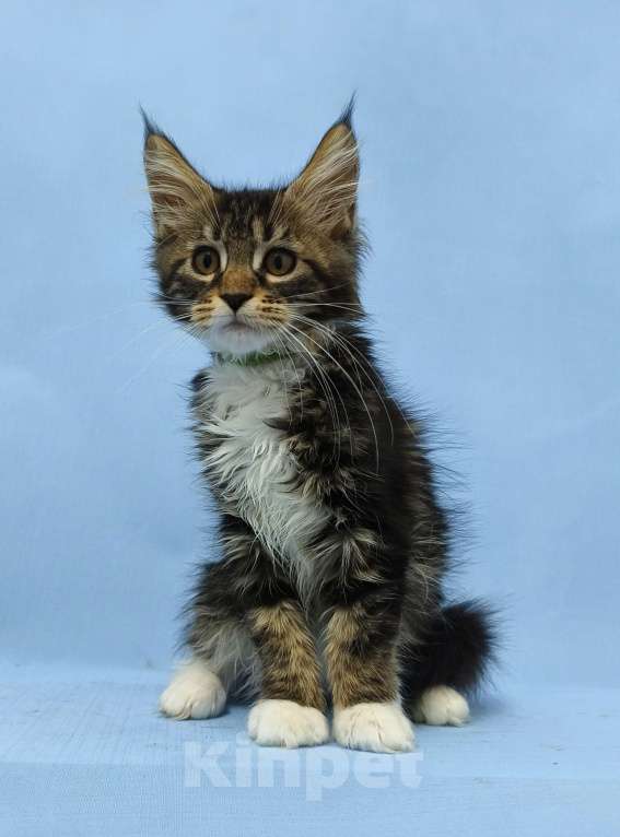 Кошки в Москве: Мейн-Кун. Девочка Девочка, 45 000 руб. - фото 2