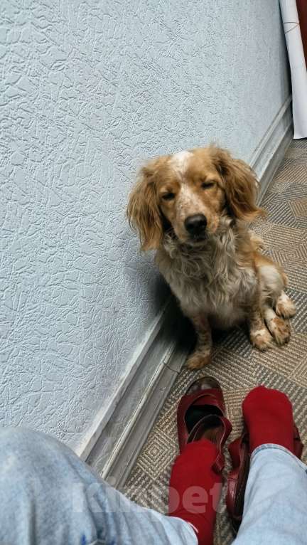 Собаки в Прокопьевске: Хозяин нашелся Мальчик, Бесплатно - фото 5