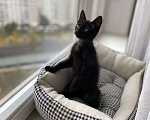 Кошки в Москве: Компанейский игрун Бумер, черный котенок ищет семью Мальчик, Бесплатно - фото 5