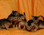 Кошки в Ливны: Абиссинские, 20 000 руб. - фото 1