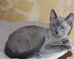 Кошки в Новокубанске: Тонкинез, тонкинские котята, Бесплатно - фото 5