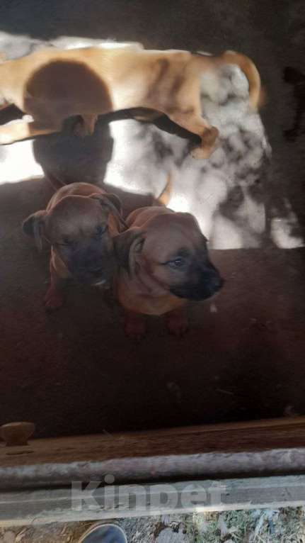 Собаки в других городах Ставропольского края: Ищем хороших хозяев  Девочка, Бесплатно - фото 9