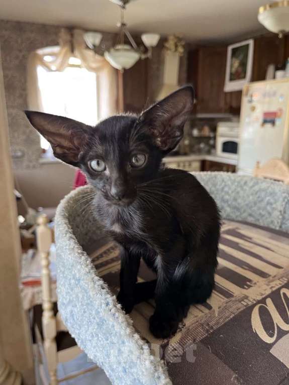 Кошки в Москве: Ориентальная черная девочка Девочка, Бесплатно - фото 1