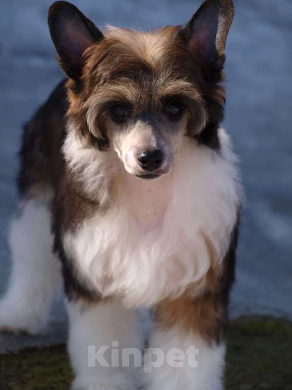 Собаки в Липецке: Пуховый мальчик Мальчик, 20 000 руб. - фото 7